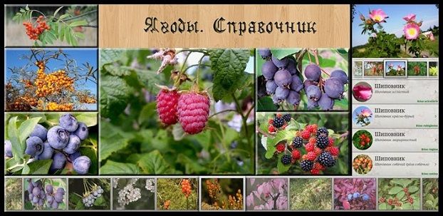 Приложение «Ягоды.Справочник» — сведения обо всем многообразии ягод