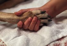 Usiplenievet возьмет на себя все заботы об уходящем питомце