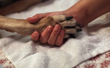 Usiplenievet возьмет на себя все заботы об уходящем питомце