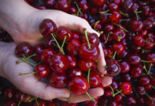 Где купить ягоды свежей черешни в Спб?