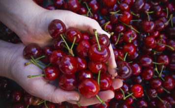 Где купить ягоды свежей черешни в Спб?