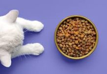 Чем полезен сухой корм для кошек?